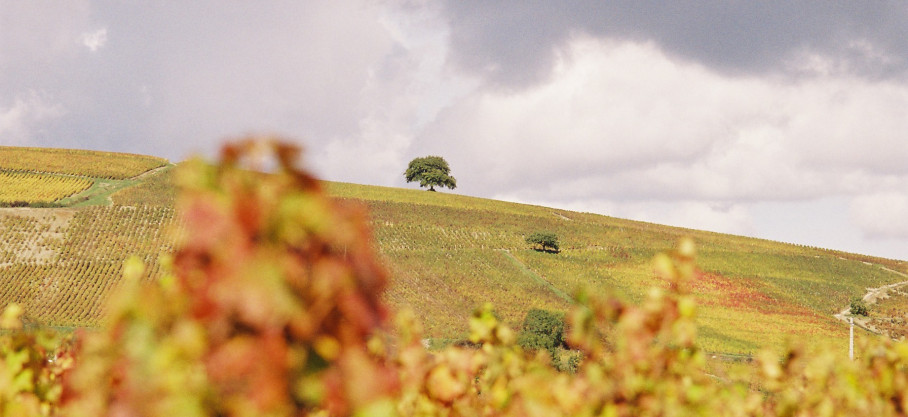 Chiroubles - Vieilles Vignes - Domaine des Générations