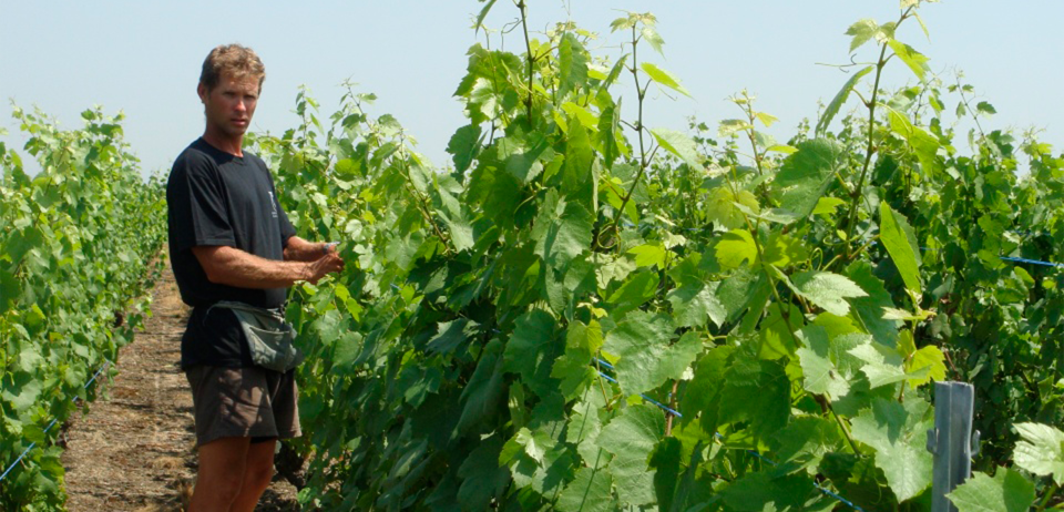 Créer des Vins de plaisir